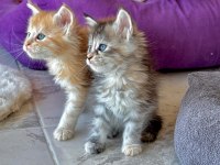 Wcf Şecereli Şampiyon Soylu Sağlık Garantili Maine Coon