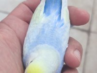 35 günlük rainbow muhabbet kuşlar