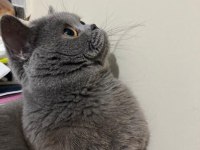 Acil Ücretsiz Sahiplendirme Ankara İçi British Shorthair