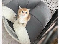 British Shorthair N11 12