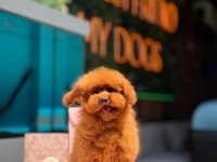 Irk ve sağlık garantili yavru köpeklerimiz