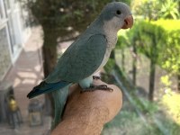 Yeme Düşmüş Mavi Mutasyon Full Evcil Monk Papağanımız