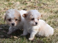 Sıfır Boy Maltipoo Yavrular