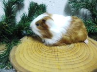 Ginepig Yavru Ve Yetişkinler