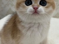 Ny12 Soylu Golden British Yavrular - Muhteşem Tip Ve Karakterli