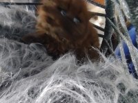 Chocolatte British Longhair Güzellik