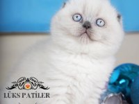 Güzel Gözlüm Blue Point Scottish Fold