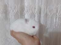 Orjinal Cüce Tavşanlar