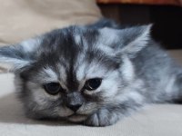 Dişi, Silver Ayı Surat Safkan Yavru Kedimiz