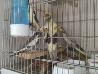 Yeme Düşmüş Yavru Sultan Papağanları