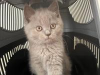 British shorthair dumana yuva