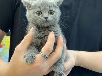 British shorthair kedisi yavruları