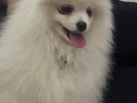 Pomeranian yavru ukrayna girişli