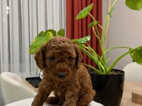 Toy Poodle (Bayram Şekerleri)