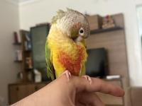 Evcil Konuşkan Konur Papağanı