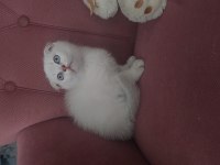 Mükemmel Erkek Scottish Fold Bebeğim