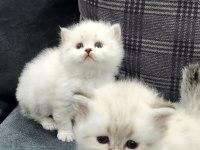 Scottish straight ve fold yavrular