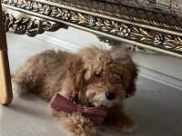 A Kalite Maltipoo Yavrularımız Sizler İle