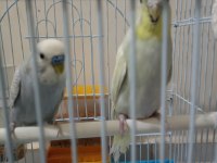 Bir çift muhabbet kuşu ile bir çift kanarya