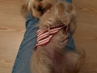 Pera – 3 Yaşında, Tuvalet Eğitimli, Sosyal Yorkshire Poodle Kırması