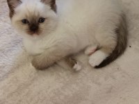 Minik Ragdoll Patilerimiz Sevgi Dolu Ailelerini Bekliyor