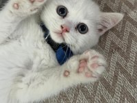 Sağlıklı British Shorthair Yavru Kedimiz