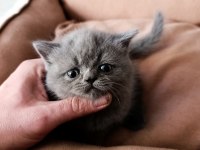 Munchkin cüce kedi