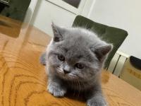 2 Aylık British Shorthair Yavrular