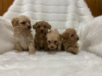 Harika Maltipoo Bebekler