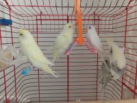 Ele Alışık Genç Muhabbet Kuşları