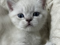 2 Aylık British Shorthair Bebekler