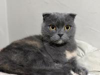 Scottish Fold Kedimiz Ücretsiz