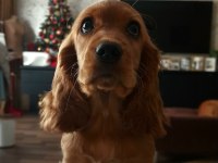 Safkan ingiliz cocker spaniel