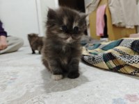 British Shorthair Blue Kedimiz