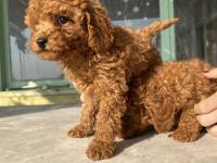 Red Brown Toy Poodle Bebeklerim