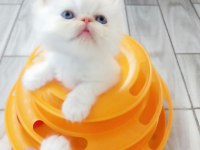 Safkan Şecereli İran Kedisi Bebekler