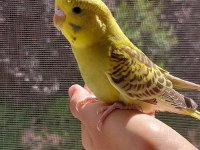 Öğretmenden Evde Beslenen Temiz Bakımlı Muhabbet Kuşları