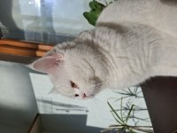 Kendi kedilerim acil sahiplendirilecektir