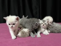 Scottish Fold Ve Straight 2 Aylık Yavrular