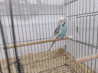 Yerli Muhabbet Kuşlarım