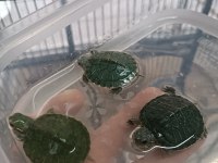 İthal kırmızı yanaklı su kaplumbağası