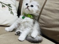 British kedimize yuva arıyoruz