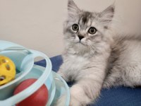 Safkan Chinchilla Yakışıklı Oğluşum