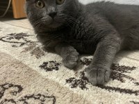 Pati severlere kedimiz