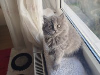 British longhair safkan dişi yavru