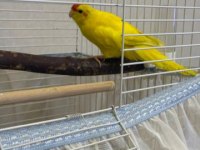 Sağlıklı Yavru Kakariki Papağanı