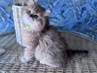 A Kalite British Longhair Golden Black Dişi Yavru