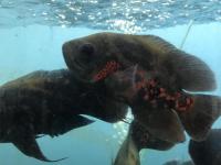 Sağlıklı damızlık boy astronot