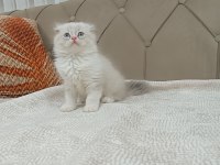 Scottish fold bicolor longhair