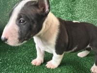 A Şecereli Minyatür Bull Terrier